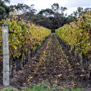 Winery & Lunch Tour Yarra Valley By Private Car