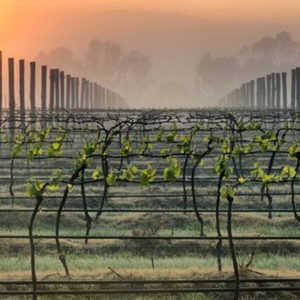 Eat See Walk Tour Yarra Valley